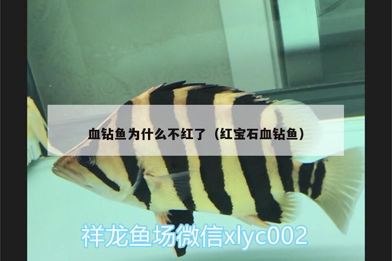 血鉆魚為什么不紅了（紅寶石血鉆魚）