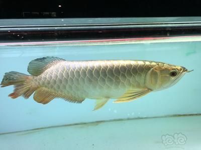 龍魚金頭是天生的嗎為什么：金頭龍魚的起源可以追溯到遠古時代，而是經過人工培育和選擇的結果