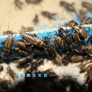 龍魚吃蟋蟀好不好消化吸收營養：龍魚吃蟋蟀好不好消化吸收營養成分推測