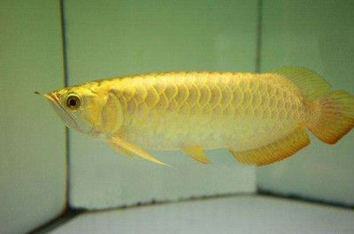龍魚魚缸尺寸標準：關于龍魚魚缸的尺寸標準