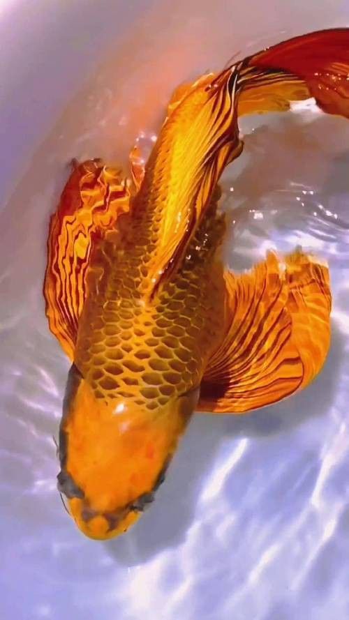 給我一些龍鳳魚圖片作為參考