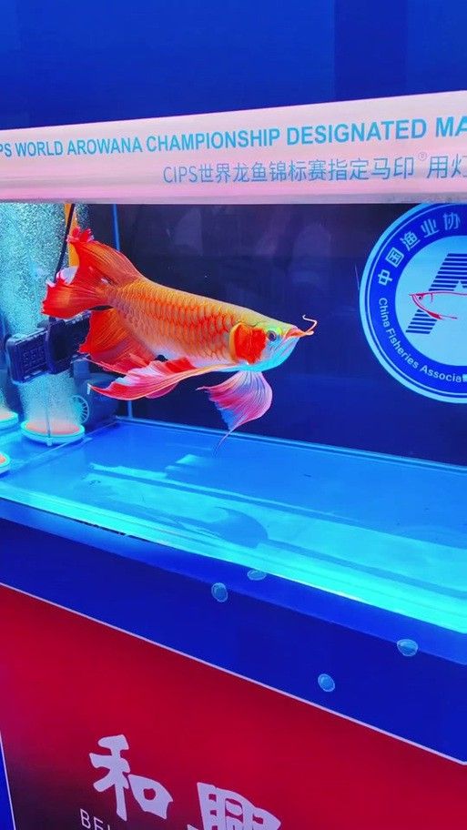 給我一些龍鳳魚圖片作為參考