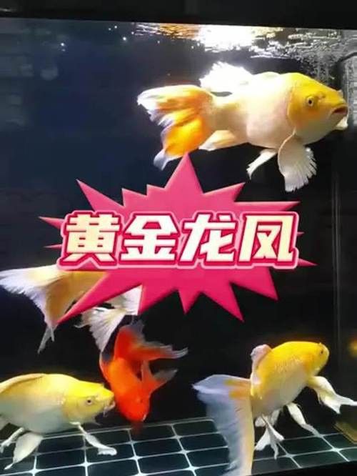 給我一些龍鳳魚圖片作為參考
