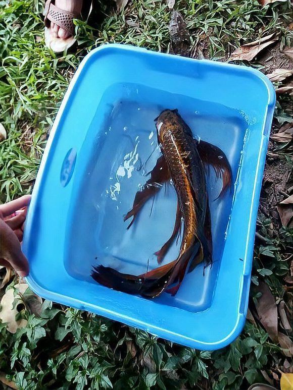 給我一些龍鳳魚圖片作為參考