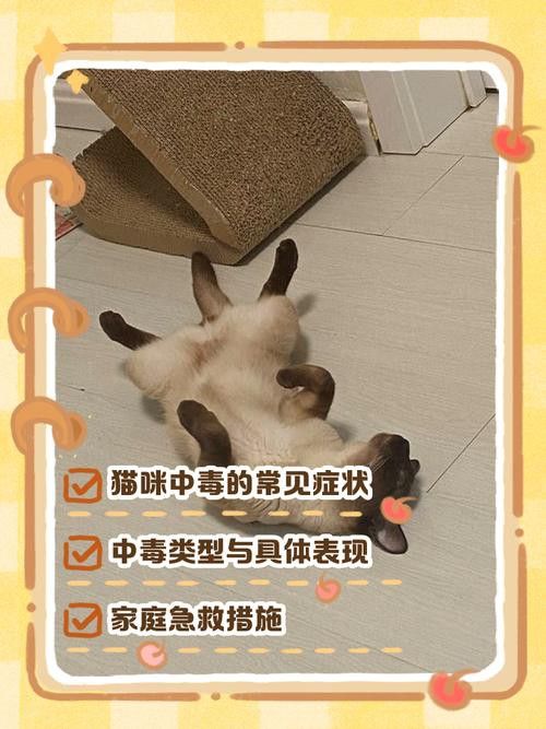 有哪些食物對龍貓和貓有害？