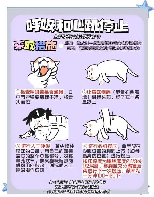 有哪些食物對龍貓和貓有害？