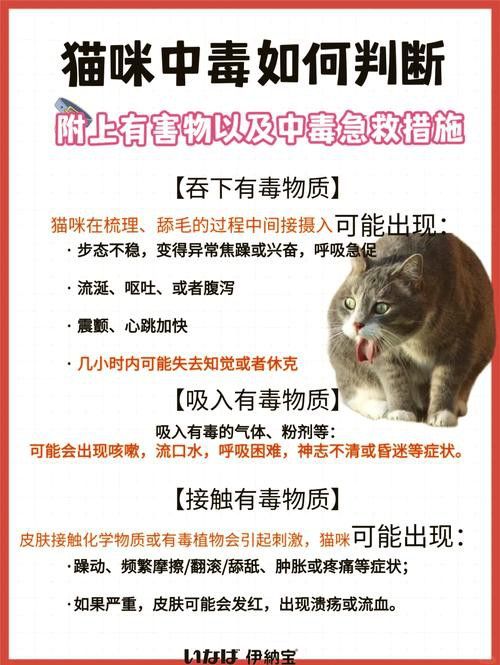 有哪些食物對龍貓和貓有害？
