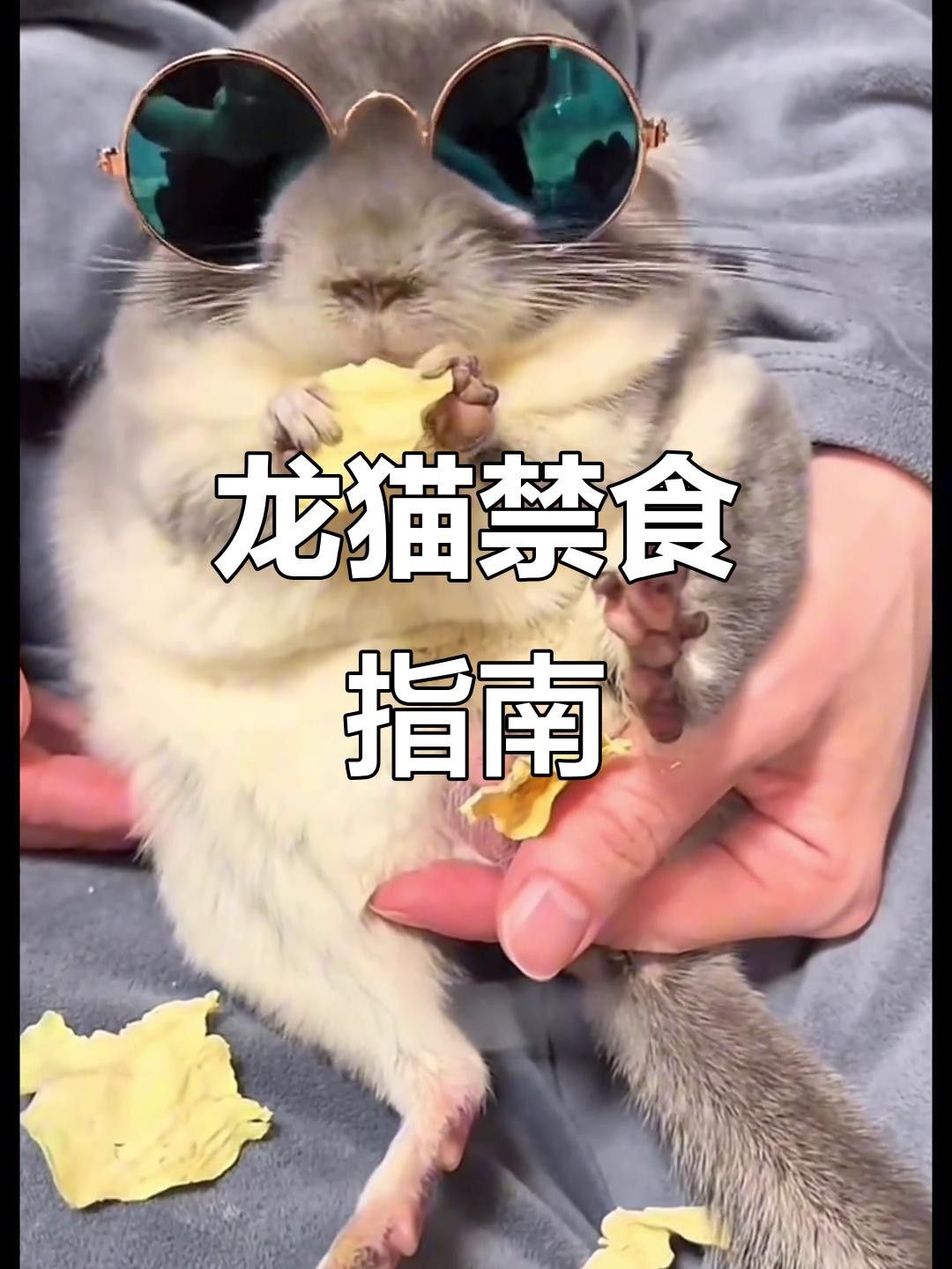 有哪些食物對龍貓和貓有害？