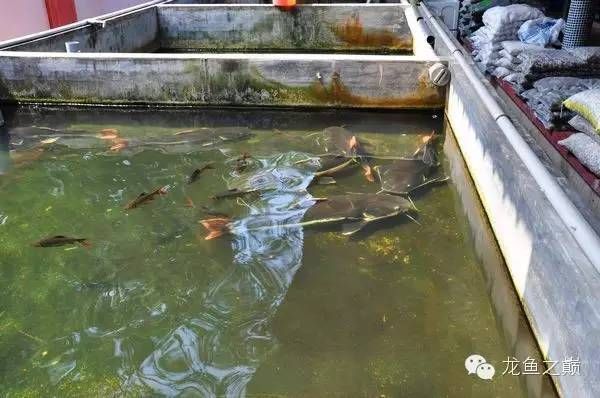 金龍魚產(chǎn)地哪里：100張圖片帶你走進(jìn)世界第一金龍魚原產(chǎn)地