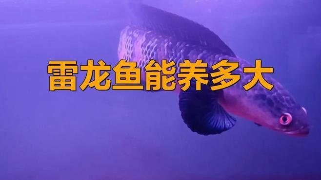 雷龍魚長啥樣