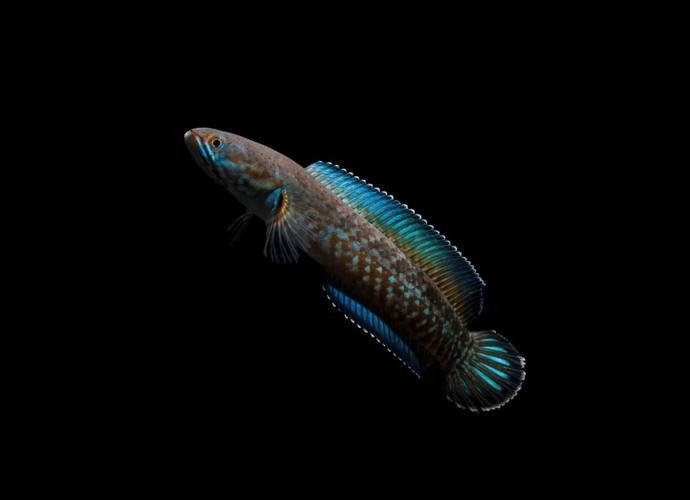 雷龍魚長啥樣