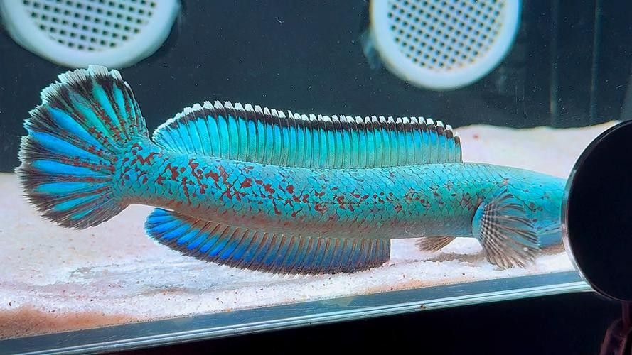 雷龍魚長啥樣
