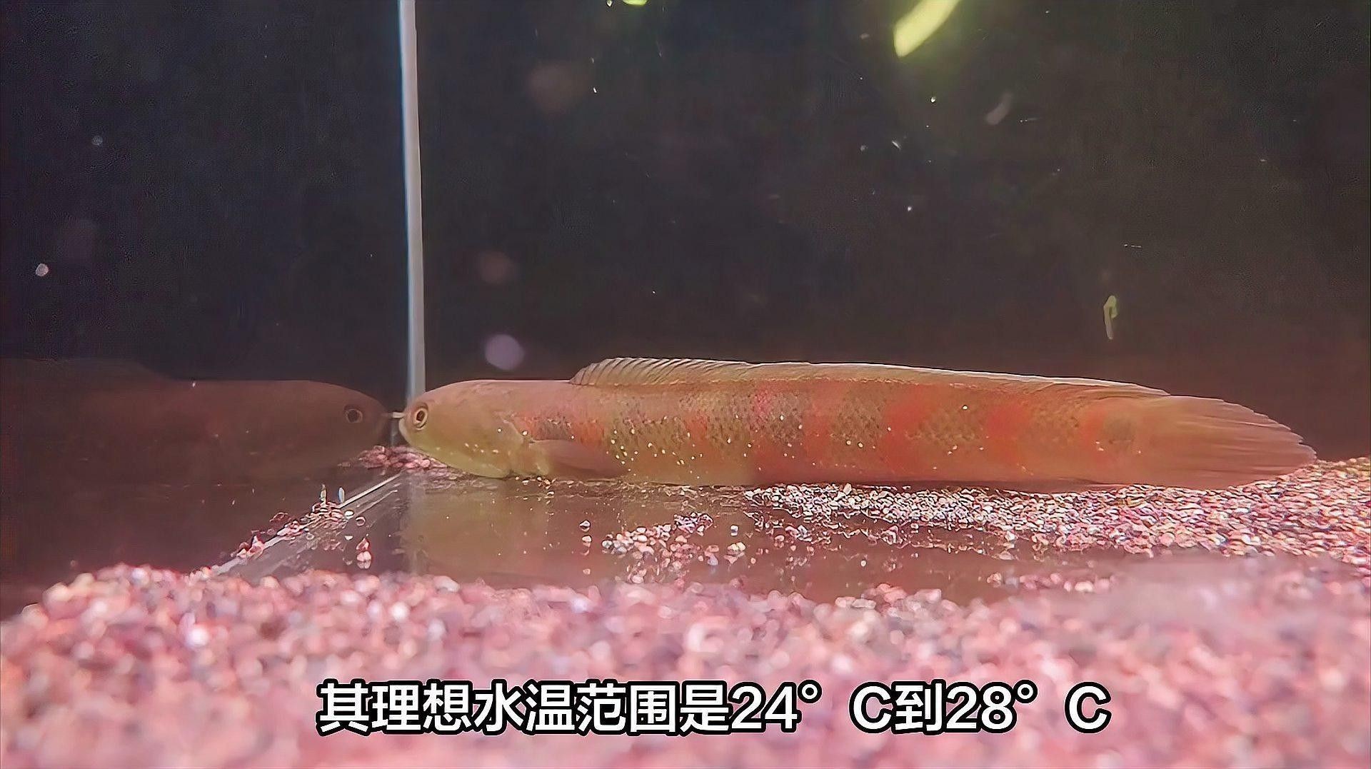雷龍魚長啥樣