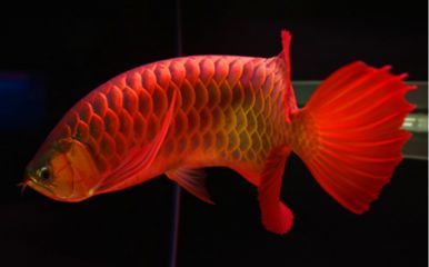 紅龍魚缸背景圖選擇什么顏色好看（養(yǎng)紅龍魚時(shí)選擇合適的背景顏色對(duì)于增強(qiáng)紅龍的色澤和美觀有著重要作用）