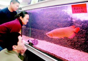 紅龍魚(yú)缸背景圖選擇什么顏色好看（養(yǎng)紅龍魚(yú)時(shí)選擇合適的背景顏色對(duì)于增強(qiáng)紅龍的色澤和美觀有著重要作用）
