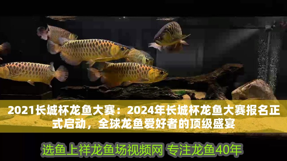 2021長城杯龍魚大賽：2024年長城杯龍魚大賽報名正式啟動，全球龍魚愛好者的頂級盛宴