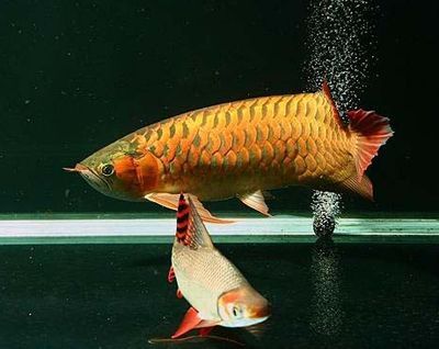 促進龍魚食欲（促進龍魚食欲的綜合運用方法可以從多個方面入手以下方面入手）