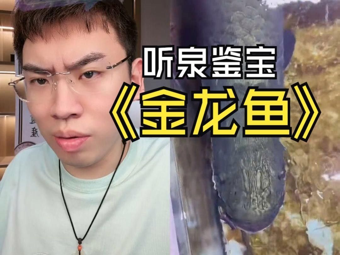 龍魚圖片有哪些風格可選？