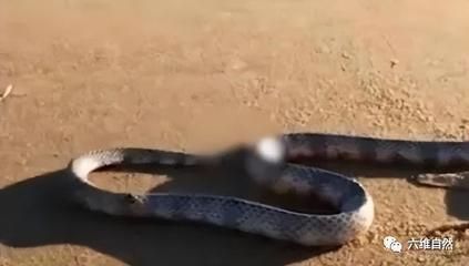 雷龍魚的顏色都退光了還能活嗎（雷龍魚的顏色退光了怎么辦）