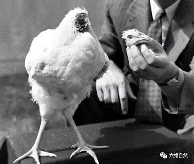 雷龍魚的顏色都退光了還能活嗎（雷龍魚的顏色退光了怎么辦）