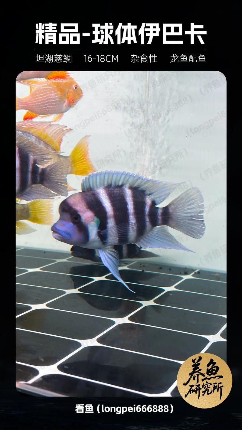 龍魚和什么魚搭配顯得高檔一點