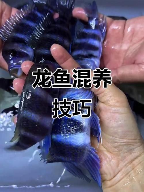 龍魚和什么魚搭配顯得高檔一點