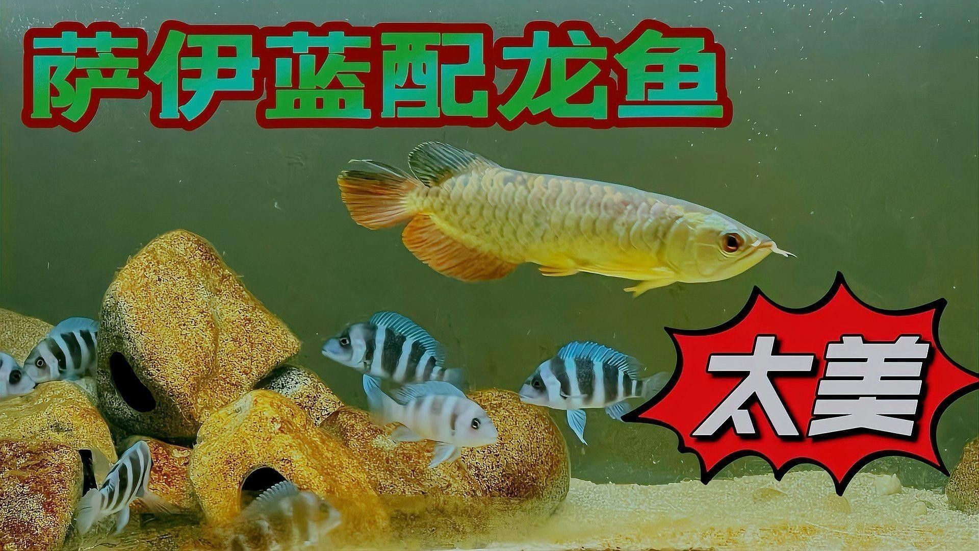 龍魚和什么魚搭配顯得高檔一點