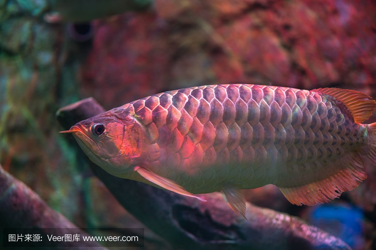 紅龍魚幾年變大紅色怎么回事（紅龍魚的發色過程）