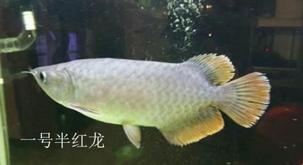 紅龍魚幾年變大紅色怎么回事（紅龍魚的發色過程）
