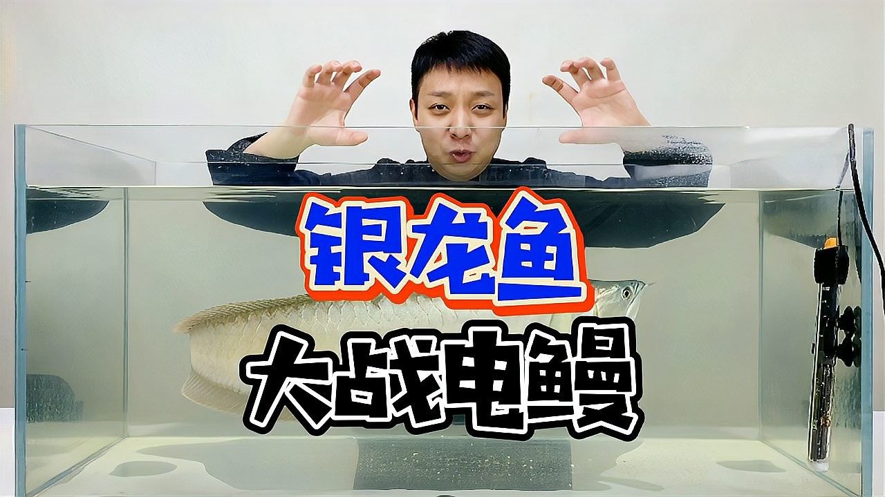 銀龍魚的烹飪方法和配料竅門