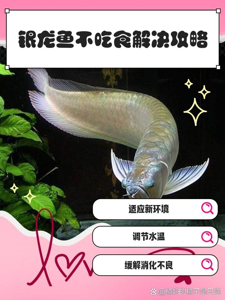 銀龍魚的烹飪方法和配料竅門