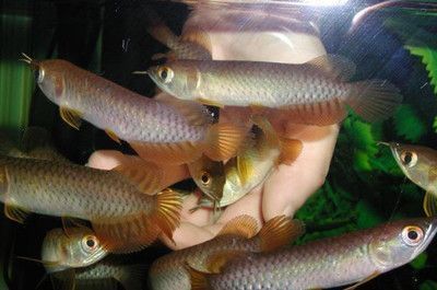 雷龍魚配對打架能配上嗎？（雷龍魚配對打架對水質(zhì)的影響）