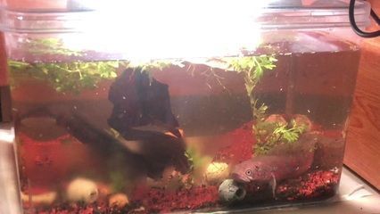 雷龍魚配對打架能配上嗎？（雷龍魚配對打架對水質(zhì)的影響）
