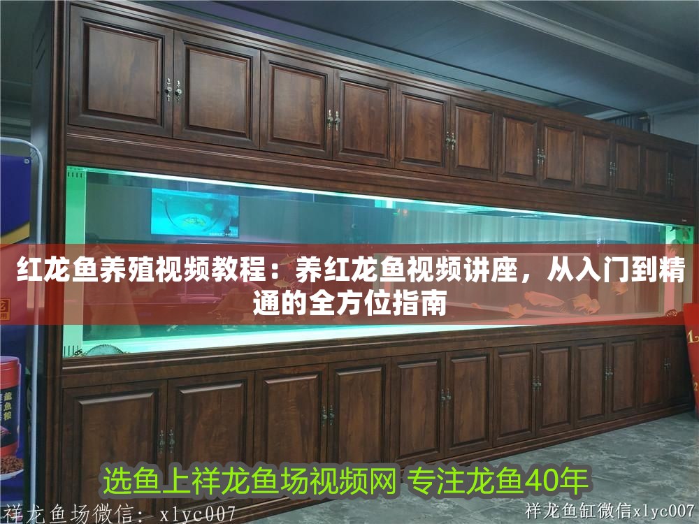 紅龍魚養殖視頻教程：養紅龍魚視頻講座，從入門到精通的全方位指南