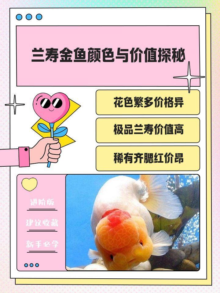 賽級金魚什么顏色最貴