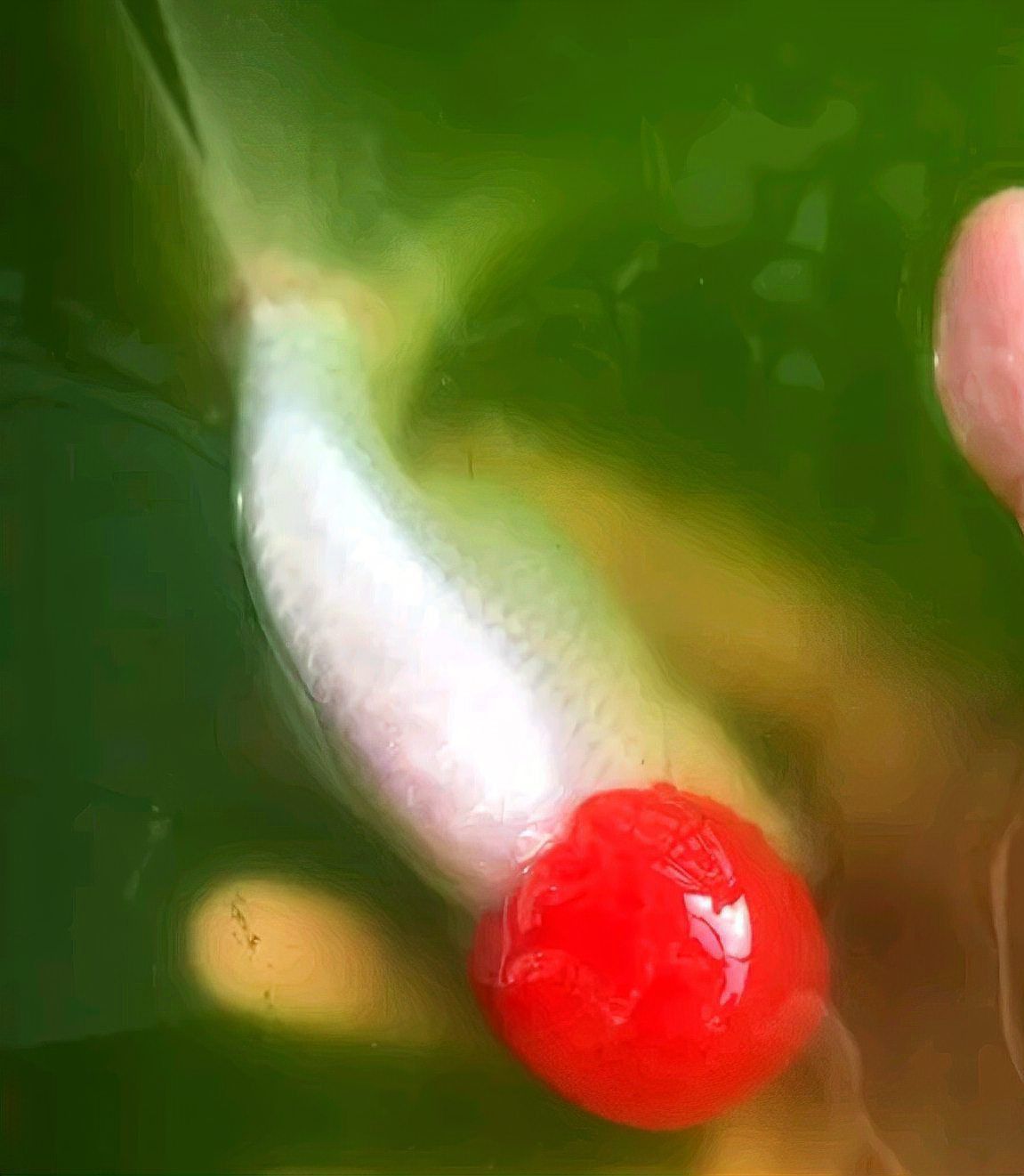 賽級金魚什么顏色最貴