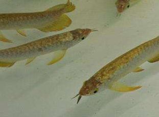 紅龍魚有點翹鱗怎么治好（紅龍魚翹鱗如何治療）