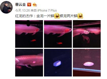 紅龍魚有點翹鱗怎么治好（紅龍魚翹鱗如何治療）