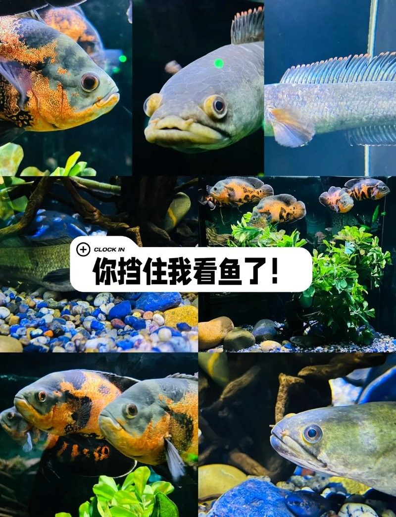 雷龍魚和地圖魚
