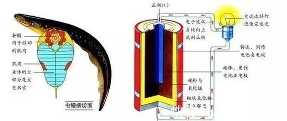 電鰻電場感應的生理機制，電鰻電場感應與其他生物比較，