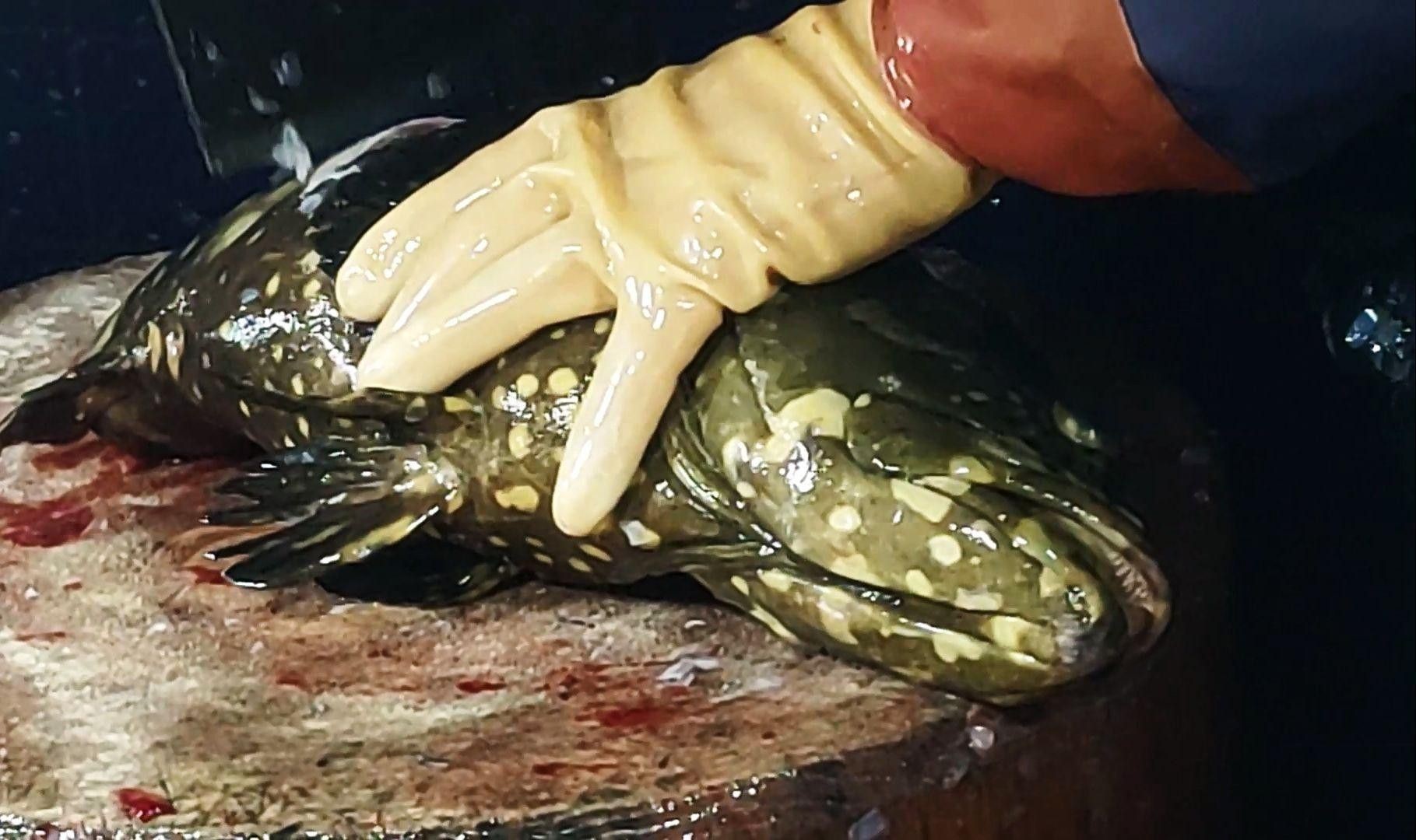 珍珠龍魚的價格是多少？