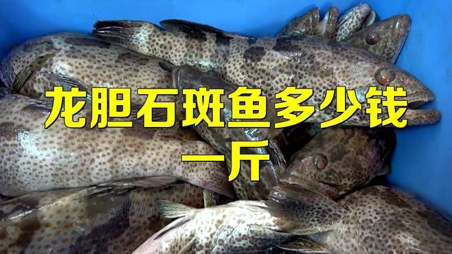 珍珠龍魚的價格是多少？