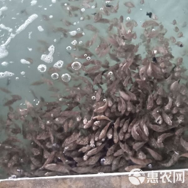 珍珠龍魚的價格是多少？