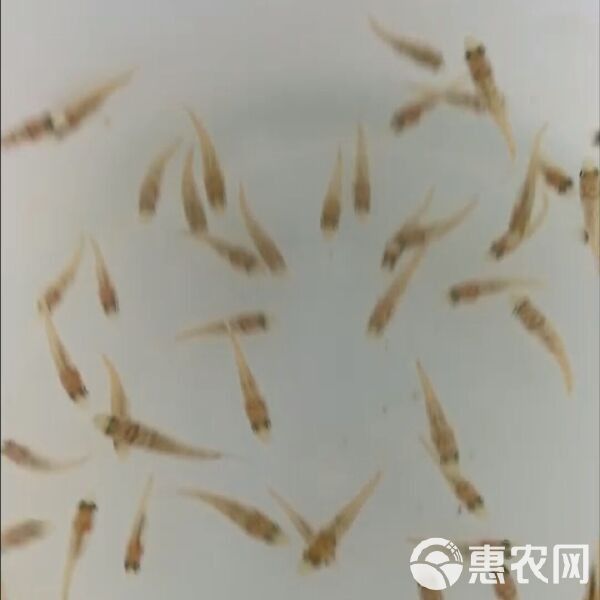 珍珠龍魚的價格是多少？