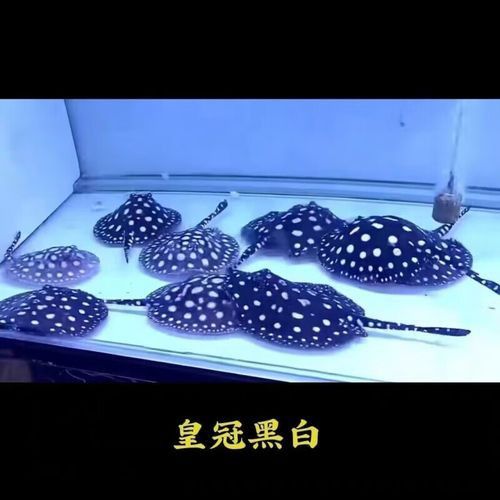 珍珠龍魚的價格是多少？