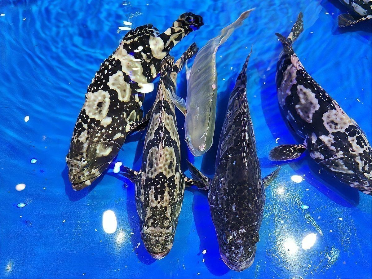 珍珠龍魚的價格是多少？