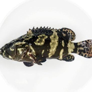 珍珠龍魚的價格是多少？