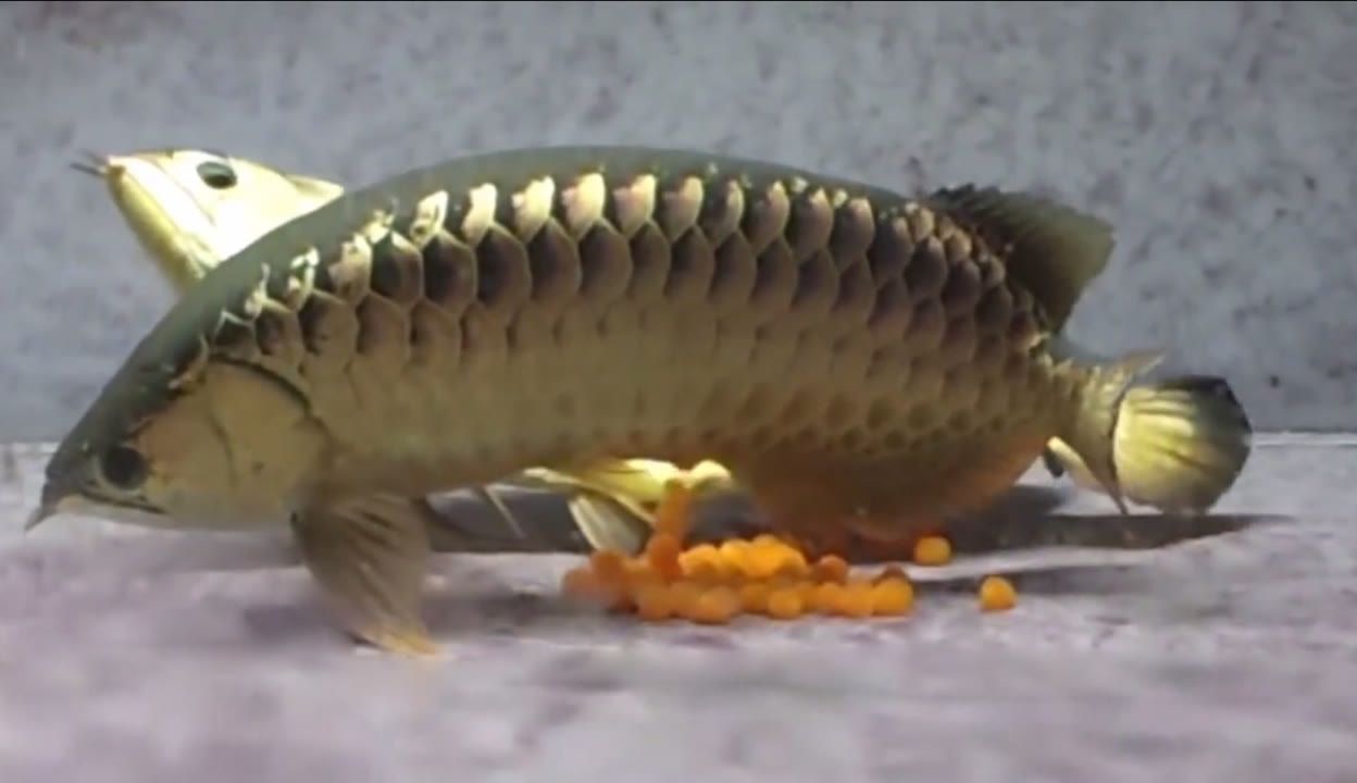 金龍魚爬背詳細過程【金龍魚爬背的技巧】