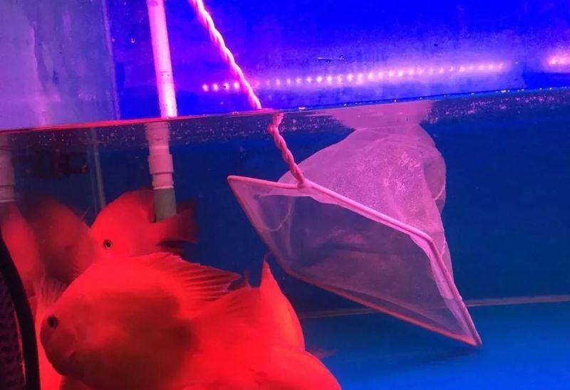 龍魚鱗片撞爛了能長嗎