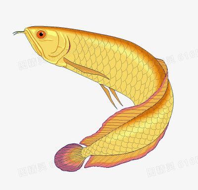 金龍魚的孵卵方式，你知道嗎？：金龍魚孵卵方式是通過人工配對，保持孵化缸的溫度在左右